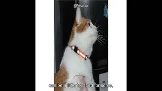 Reflective Cat Collar Set Review: Safe, Stylish, and Practical for Your Feline Friend