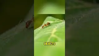 How Strong Are Ants Compared to Their Size ? || Naqvi Facts