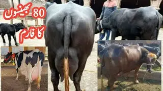 Variayama day karobar || Chudary buffalo farm || Buffalo farming in Pakistan