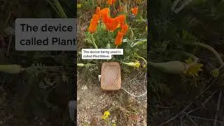 Lets listen to California Poppies during the 2023 superbloom with a PlantWave plant music device!