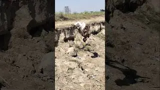 bhai bahut mehnat karata hai#shortvideo #shorts #youtubeshorts #backflip #song sk flliper Sunil