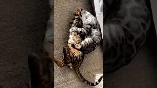 Заводчик серебристых бенгальских кошек