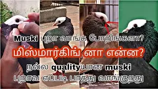 புதுசா புறா வளர்ப்பவர்களுக்கு / நல்ல quality யான muski புறாவ எப்படி பாத்து வாங்குறது / #pigeons