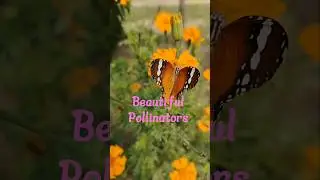 Beautiful Butterflies🦋 Pollinator friend 😊 #pollinators #butterfly #pureorganic #gardening