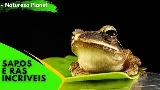 🐸 Sapos  e  R&atilde;s  INCRIVEIS NA NATUREZA 🐸