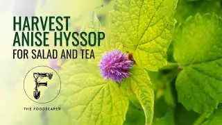 Harvest Anise Hyssop for salad and tea