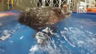 Premature Baby Hippo Fiona Underwater Pool Time - Cincinnati Zoo
