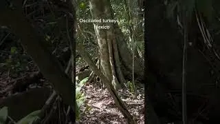 Oscillated turkeys in Mexico