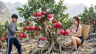 Harvesting Red Bonsai Pomelo &ndash; 365 Day Transformation | Sold Out at Village Market