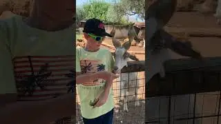 Bioparco di Sicilia Carini #bioparco #goats #animal