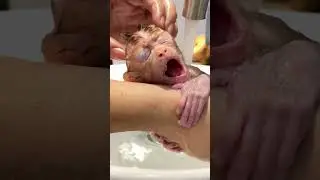 Baby Monkey Melts Hearts Sleeping in Caretaker&rsquo;s Hands During Bath Time! 🐵💤🛁