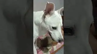 IN HEAT DOG kasi si MAKI kaya pati si JAEYI CAT  kinukulit nya