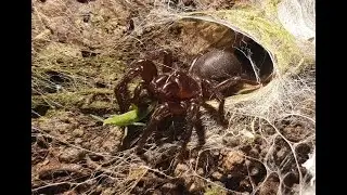 Australian Spider Feeding Compilation (Funnelweb, Curtain-web, Tarantula)