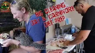 Bingo the marmoset and Dill the armadillo get cleaned. Brian gets a workout making carnivore diets.