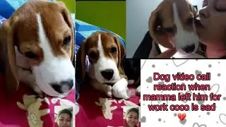 Beagle dog video call reaction sudden travel plan feeling sad while leaving coco 😭🐶💔