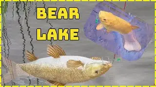 Bear Lake Common Barbel Gold Tench Carp spot | Russian Fishing 4