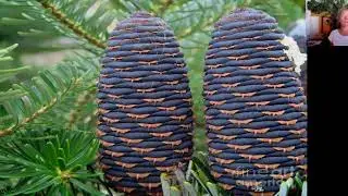 Essential Oil Mini Class: Fir