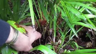 Most Cold Tolerant Palm in the World