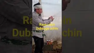 Raya ich# dubayga #uch #