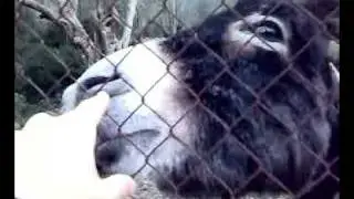 21112008109.mp4