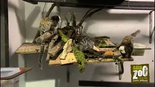 GaiaZOO Video-Update: roodbuik tamarin & witgezicht oeistities