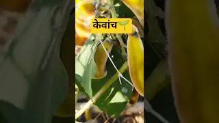 केवांच (Mucuna Pruriens) &ndash; आयुर्वेद का गुप्त खजाना | Boost Strength, Energy & Fertility Naturally!