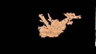 3D model of gastric pellet fossil