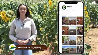 Girassol: ciclo, produ&ccedil;&atilde;o e potencial de mercado 