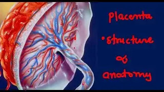 PLACENTA - DEVELOPMENT AND ANATOMY