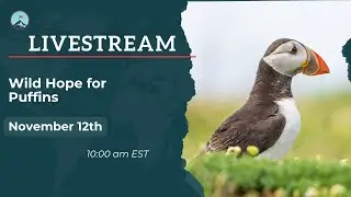 Wild Hope for Puffins
