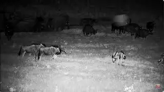 Wildebeest ,Buffalos And Angry Elephant March 6 2025