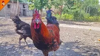 Roosters Crowing Non Stop in the Backyard - Rooster Video - Long Crower