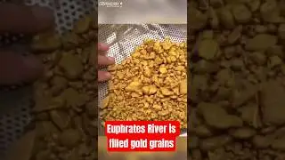 Viral... Euphrates River is Filled Gold Grains #viral #euphratesriver #gold #mining