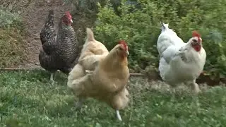 Deadly Chicken Virus Found in Redwood City Rooster