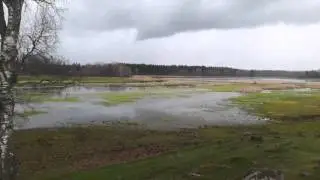 Snatterand  (Anas strepera) S&auml;by strand&auml;ng 24 april