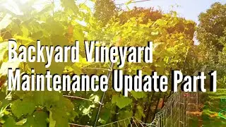 Backyard Vineyard Maintenance Update Part 1 06-14-15 (HDEG)