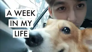 Weekly Vlog: New dog, desk, clothes and more.
