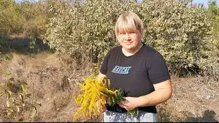 Живем в селі /З'їздили на дачі, нарвали виноград на компоти. 