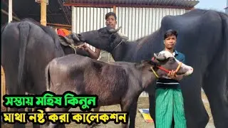 সস্তায় মহিষ কিনুন | মাথা নষ্ট করা কালেকশন | ইন্ডিয়ান বর্ডার ক্রস ষাঁড় মহিষ 