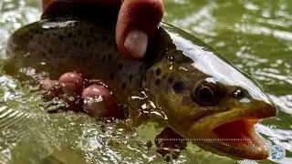 S6, Ep 96 - Central PA Late Summer Fishing Report with George Costa