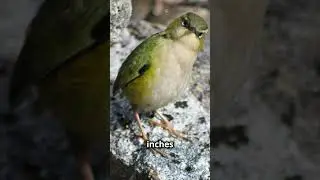Pīwauwau: New Zealand&rsquo;s Alpine living fossil #shorts #livingfossil #birds