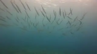 Juvenil barracudas on a refresh dive with Big Fish Dive Center.