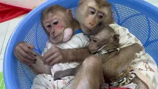 Monkey Sam, baby Bob, Asher are happy together