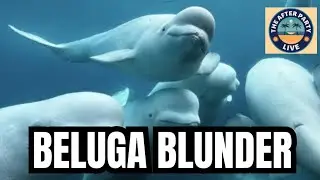 30 Captive Beluga Whales at Risk in Canada, Buy Your Own Tahoe Ski Resort 10/8/25
