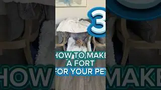 How to make a fort for your pet 3 #youtubeshorts #pets #dog