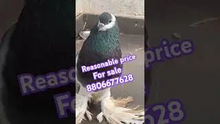 Pouter pigeons for sale | location bhiwandi #pigeon #shorts #viralshorts #shortvideo