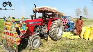 MF 385 Tractor Working On Thresher Machine With Ultimate Engine Power