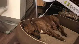 Dog dreaming and TWITCHING in SLEEP