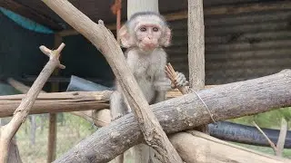 Live this Saturday at 7.30am (GTM+2) updates on the  little orphan monkeys
