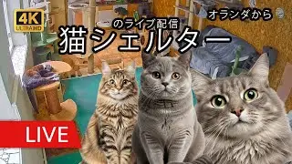 【ライブカメラ】オランダ・テクセル島の保護猫たち | 癒やしの定点カメラ 🐱